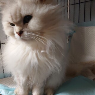老猫　里親募集
