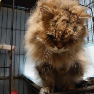 老猫　里親募集