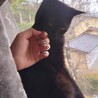 黒猫好き必見、とってもやさしい子！ サムネイル5