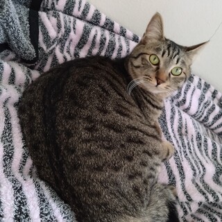 かわいすぎるキジトラ兄妹4匹