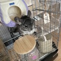 チンチラの里親を探してます