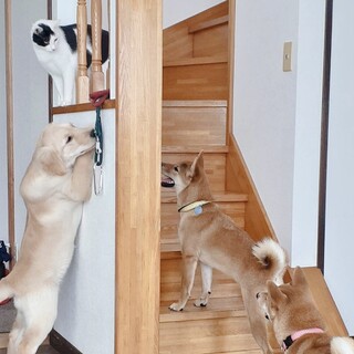 2-3歳去勢済み　人が大好き♡