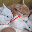 3/20産まれ　赤ちゃんウサギ