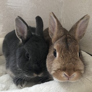 一緒に家を探す 2 匹のウサギ 