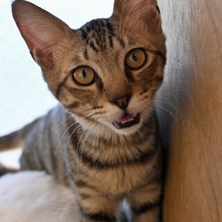 【保護猫】キジトラ女子のリリィちゃん