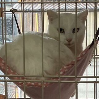 ［保護猫］甘えん坊のイケメン［オス猫］