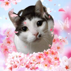 小牧にて譲渡会