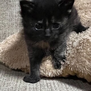 賢いサビ姉妹❤️モコモコゆずちゃん