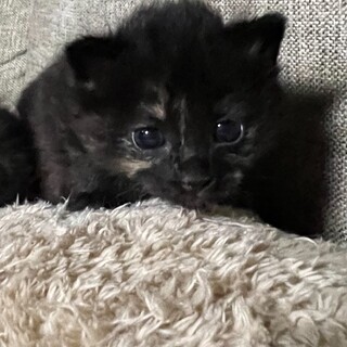 ふわっふわサビ姉妹♡かわいいかりんちゃん