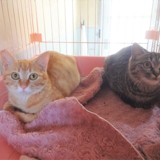 茶トラ＆キジトラ☆なかよし兄妹