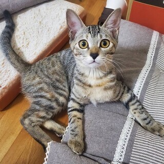 人も猫も大好き☆楽しい女の子