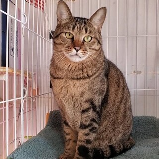 穏やかでシャイな性格☆体格が大きな男の子