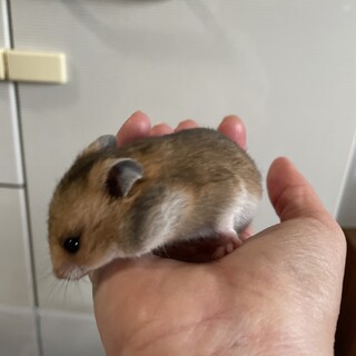 ハムスター(ゴールデン) 生後3週間 ミックス