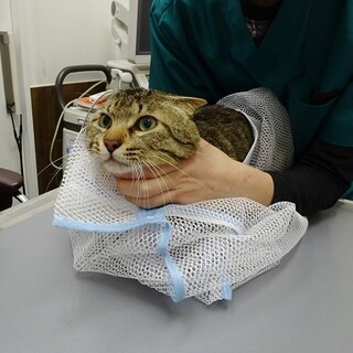 【動画】ダブルキャリアの男の子☆甘えん坊です