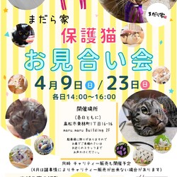 保護猫のお見合い会