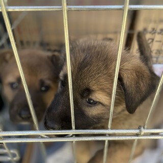 困り顔のかわいい子です♀