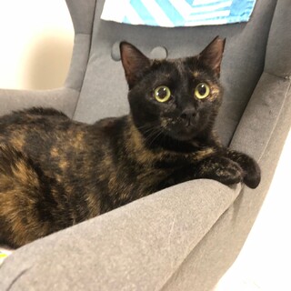 人馴れバッチリ★魅惑のボディ★みいこちゃん