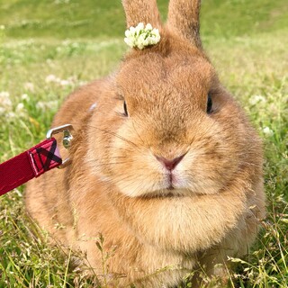 もふもふネザーランド︎︎ のきなこちゃんです。