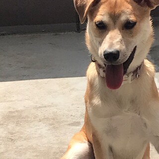 保護犬ハルタロくん@あびこ市