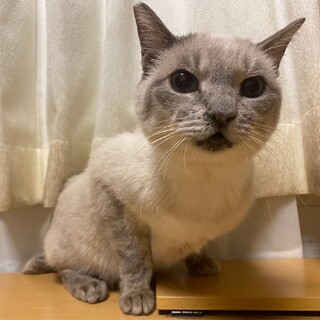 シャム柄の穏やかな可愛い女の子シャムちゃん