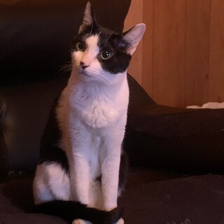 好奇心旺盛な女の子 パンジー