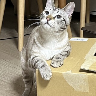 綺麗なブルーアイの甘えん坊くん