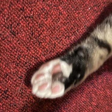 おそばくんの肉球