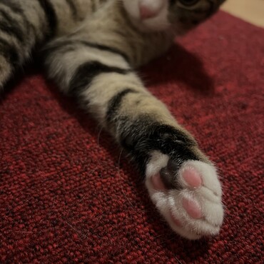 おそばくんの肉球