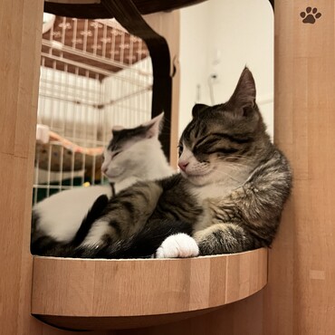 よこ顔そっくりさん