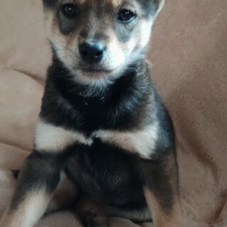 可愛い仔犬のいづみちゃんが幸せを運びます。