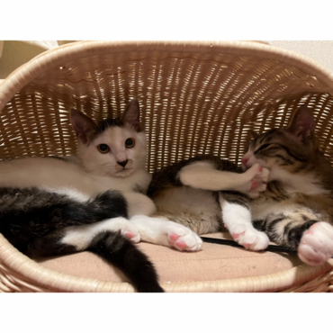 同志   おこめくん／おそばくん