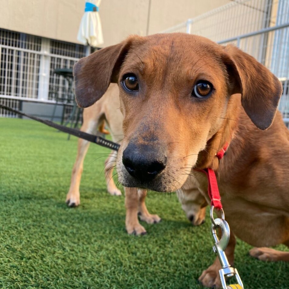 紅(ベニ)のカバー写真