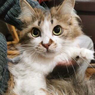 ふわふわもふもふ、可憐なモカちゃん