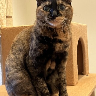 可愛いサビ柄♡なのはちゃん