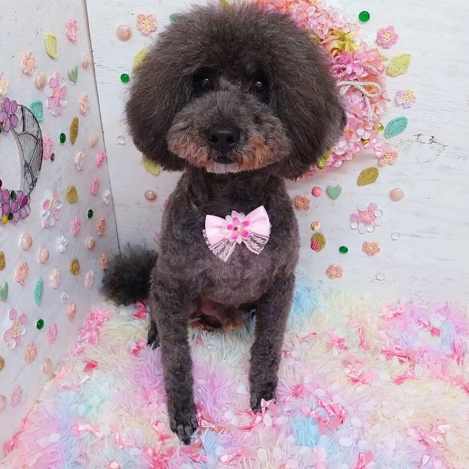 デスのカバー写真