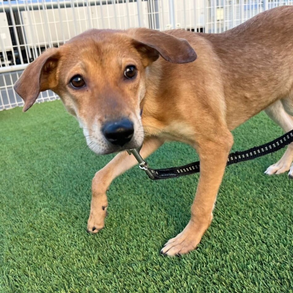 茜(あかね)のカバー写真