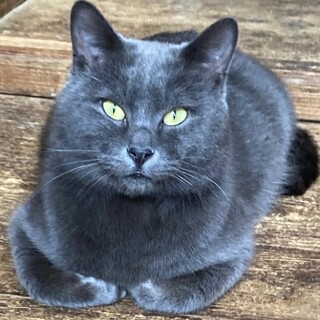 ロシアン風のイケメン里親様募集中