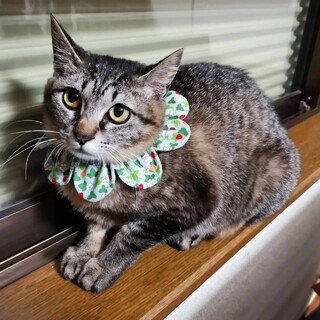 元気にご飯もりもり食べています☆キジトラの女の子