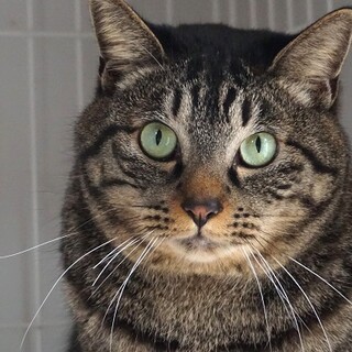 体格が大きなキジトラの男の子