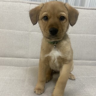 一時停止します。2ヶ月の家族を探してます。