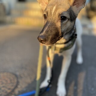 正式譲渡♪ナチョス