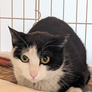 小さなお顔の白黒かわいい女の子