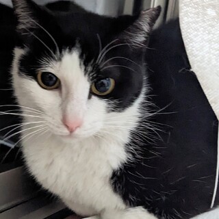 ♡小さめかわいい美猫の女の子♡