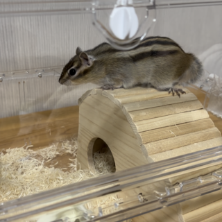 里親決定致しました