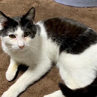 人大好きで甘えん坊！オス去勢済み猫です