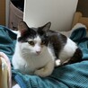 人大好きで甘えん坊！オス去勢済み猫です サムネイル2