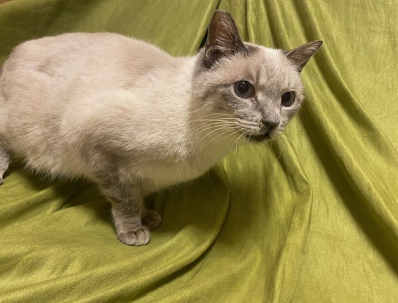 ブルーの目のシャムmix」神奈川県 - 猫の里親募集(452645