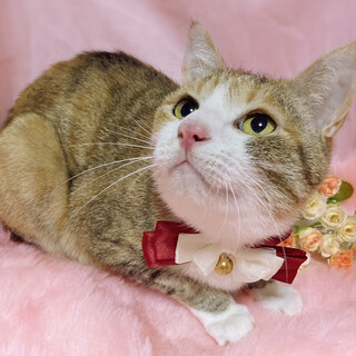 性格、はなまる！甘えん坊『花丸ちゃん』