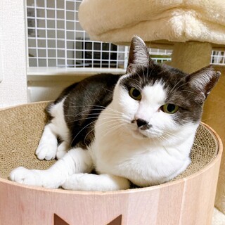 ෆ⃛猫好きグレ白女子ෆ⃛みのりちゃん