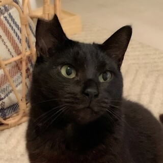 5/7譲渡会✨大きい猫さん好きに！奄美から来た黒猫